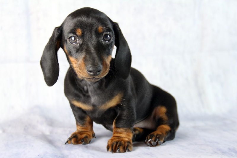 Des Perles Camarguaises - Teckel poil ras - Portée née le 28/08/2016